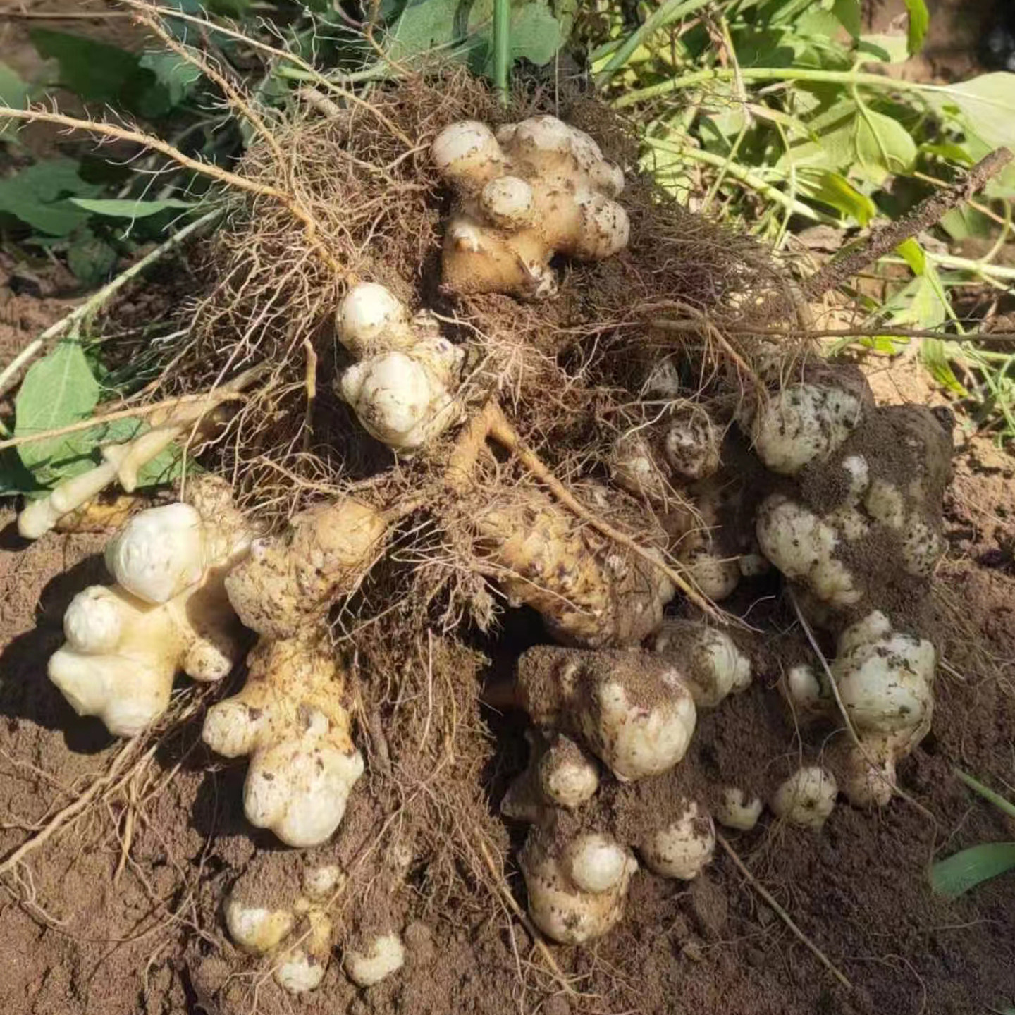 洋姜新鲜现挖当季水果姜田野菊芋姜不辣洋生姜生吃姜凉拌鬼子姜,淘宝优惠券,粉丝福利购,淘宝优惠卷