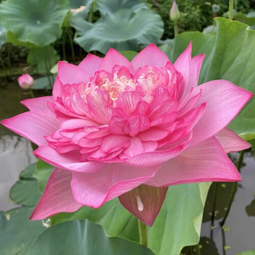 荷花莲花苗盆栽观赏种藕种苗水生植物庭院池塘种植四季 - 图1