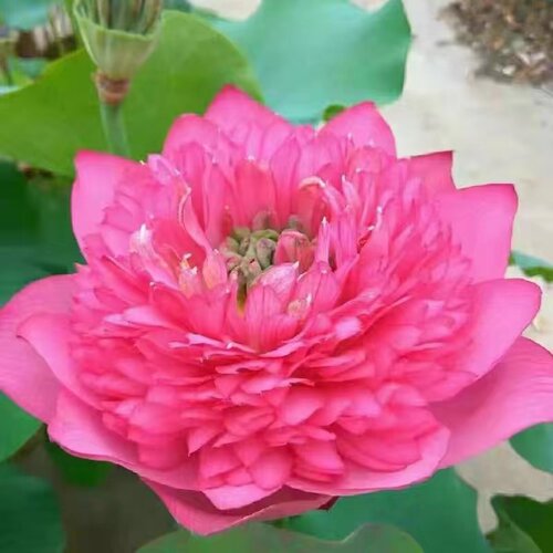 荷花莲花苗盆栽观赏种藕种苗水生植物庭院池塘种植四季 - 图0