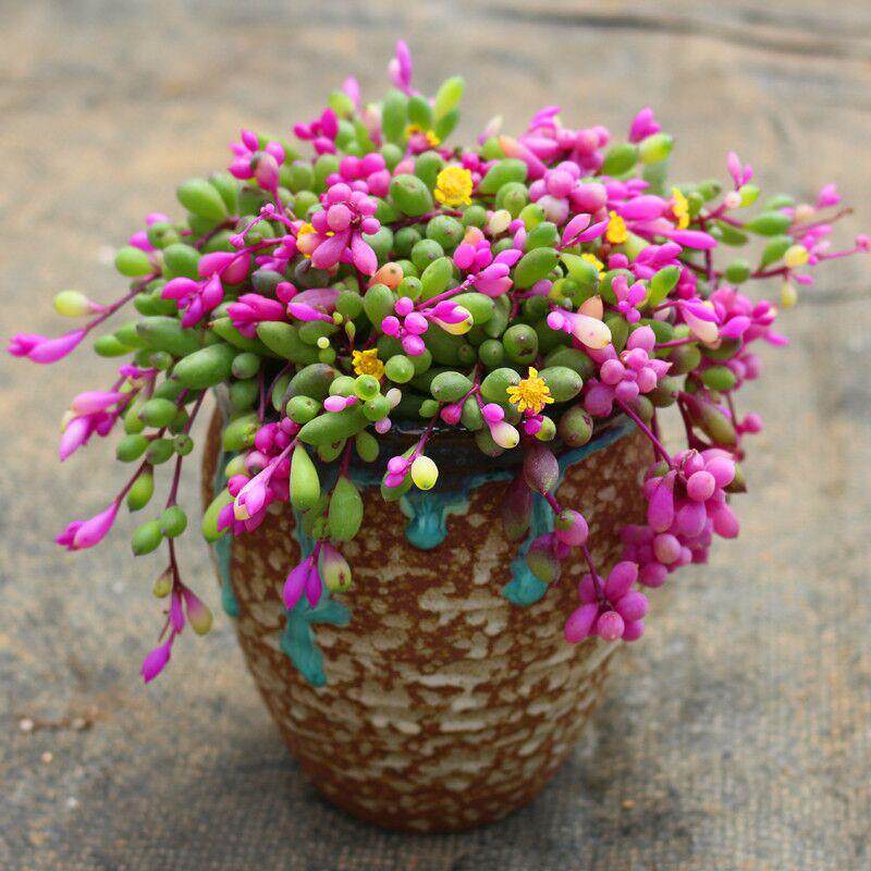 大盆多肉植物吊兰佛珠情人泪紫玄月室内阳台盆栽防辐射净化空气,淘宝优惠券,粉丝福利购,淘宝优惠卷