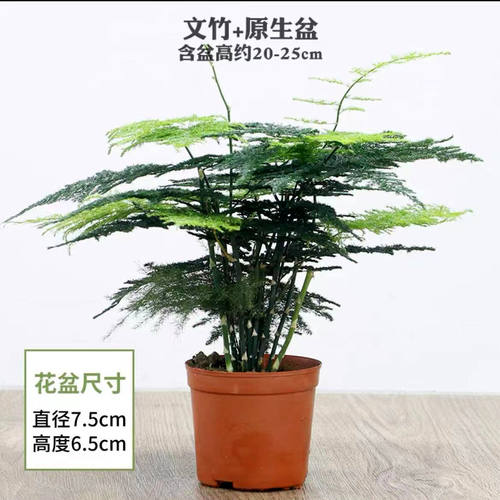 文竹盆栽绿植花卉盆景植物室内书法水培文松云竹带盆大苗四季常青 - 图3