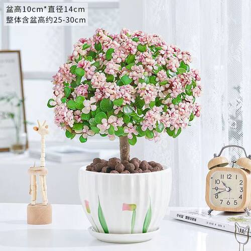 金枝玉叶老桩盆栽多肉植物批发室内花卉耐旱懒人好养棒棒糖造型 - 图1