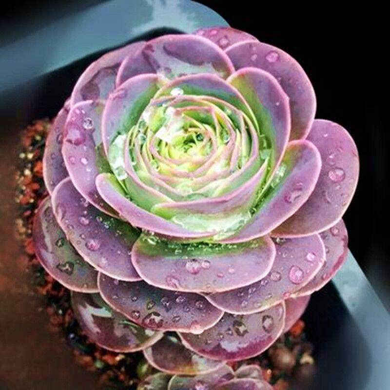 山地玫瑰群生多头多肉植物新品紫色玫瑰室内阳台办公室内盆栽好养,淘宝优惠券,粉丝福利购,淘宝优惠卷