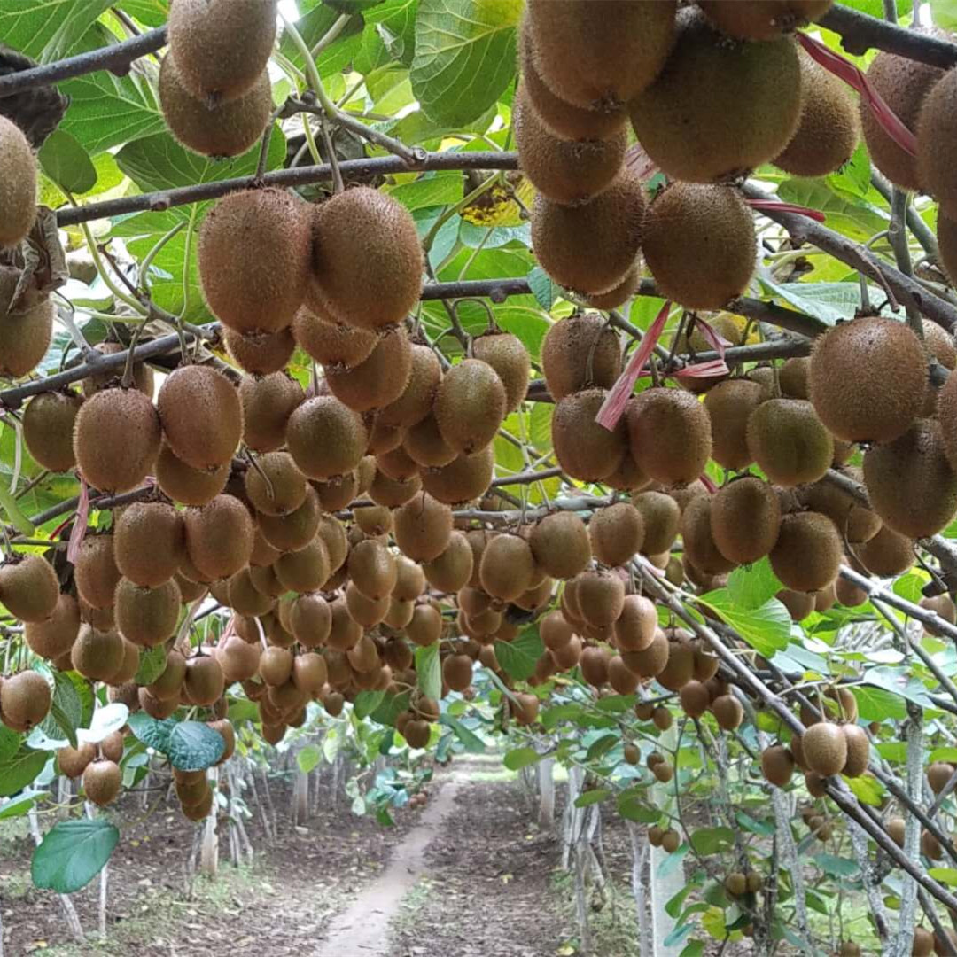 正宗周至眉县新鲜徐香猕猴桃7斤放软食用 香甜可口奇异果孕妇水 - 图0
