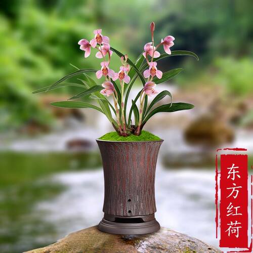 名贵兰花苗建兰四季兰东方红荷浓香好养兰花室内阳台客厅 - 图1