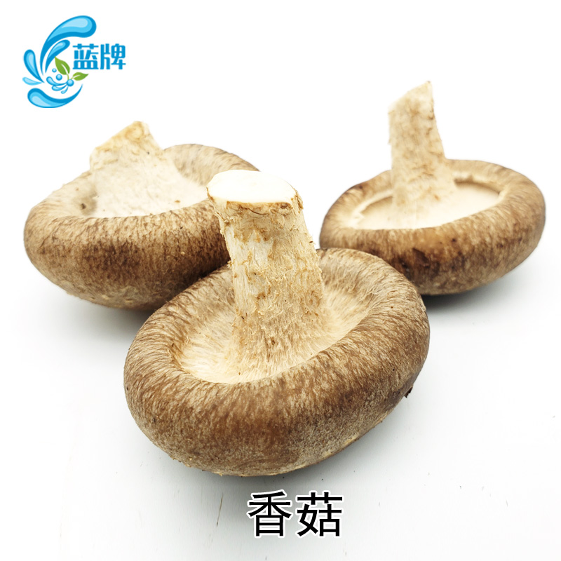 【蓝牌】新鲜香菇新鲜蘑菇食用菌菇海鲜菇 500g-图3