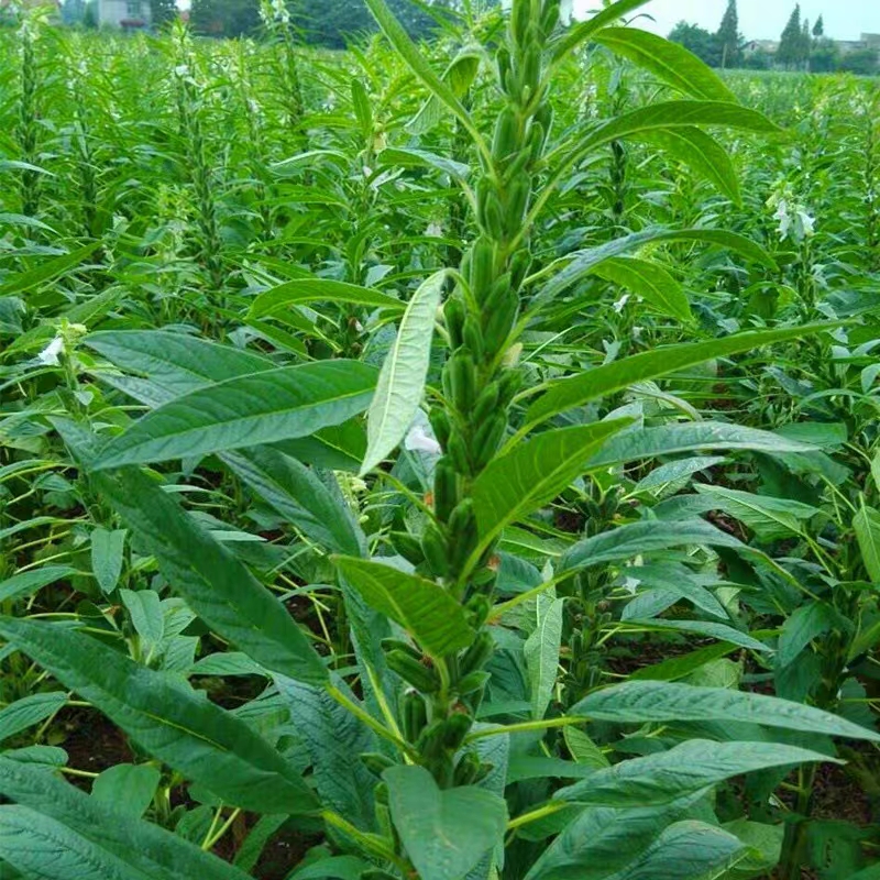 白芝麻种子黑芝麻种籽农家大田高产含油高抗病耐重茬蔬菜种孑芝麻