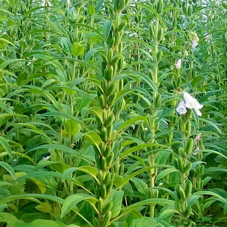 白芝麻种子黑芝麻种籽农家大田高产含油高抗病耐重茬蔬菜种孑芝麻