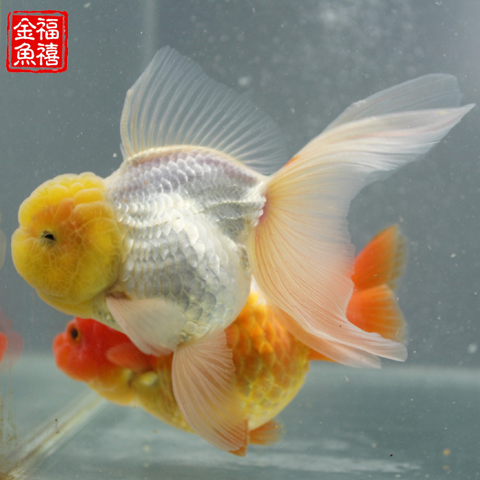 原种泰狮金鱼活体纯红狮头水族精品观赏鱼宠物鱼淡水鱼苗包邮包活-图1