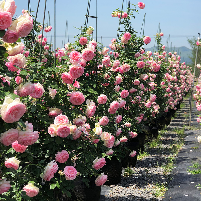 爬藤蔷薇花苗粉龙沙宝石藤本月季特大浓香四季开庭院爬墙植物粉龙-图3