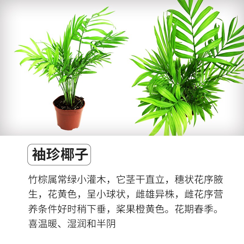 乌龟缸真水草活体鱼缸装饰套餐植物大水榕沉木水草淡水懒人水族箱 - 图2