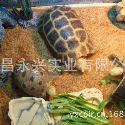 饲养陆龟猫棕垫爬虫蛇椰椰蜥蜴垫箱狗吸湿棕垫缸垫材,淘宝优惠券,粉丝福利购,淘宝优惠卷