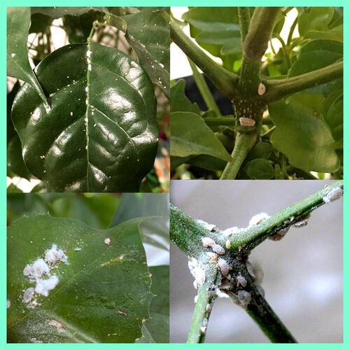 幸福树杀虫药介壳虫蚧壳虫蚜虫芽虫绿植杀虫剂花卉植物除虫专用药 - 图1