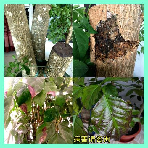 幸福树杀虫药介壳虫蚧壳虫蚜虫芽虫绿植杀虫剂花卉植物除虫专用药 - 图0
