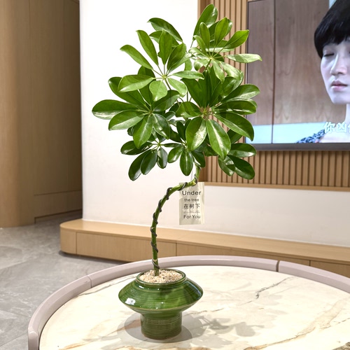 造型鸭脚木鸭掌木盆栽盆景室内阳台办公室观叶好养花卉绿植 - 图3