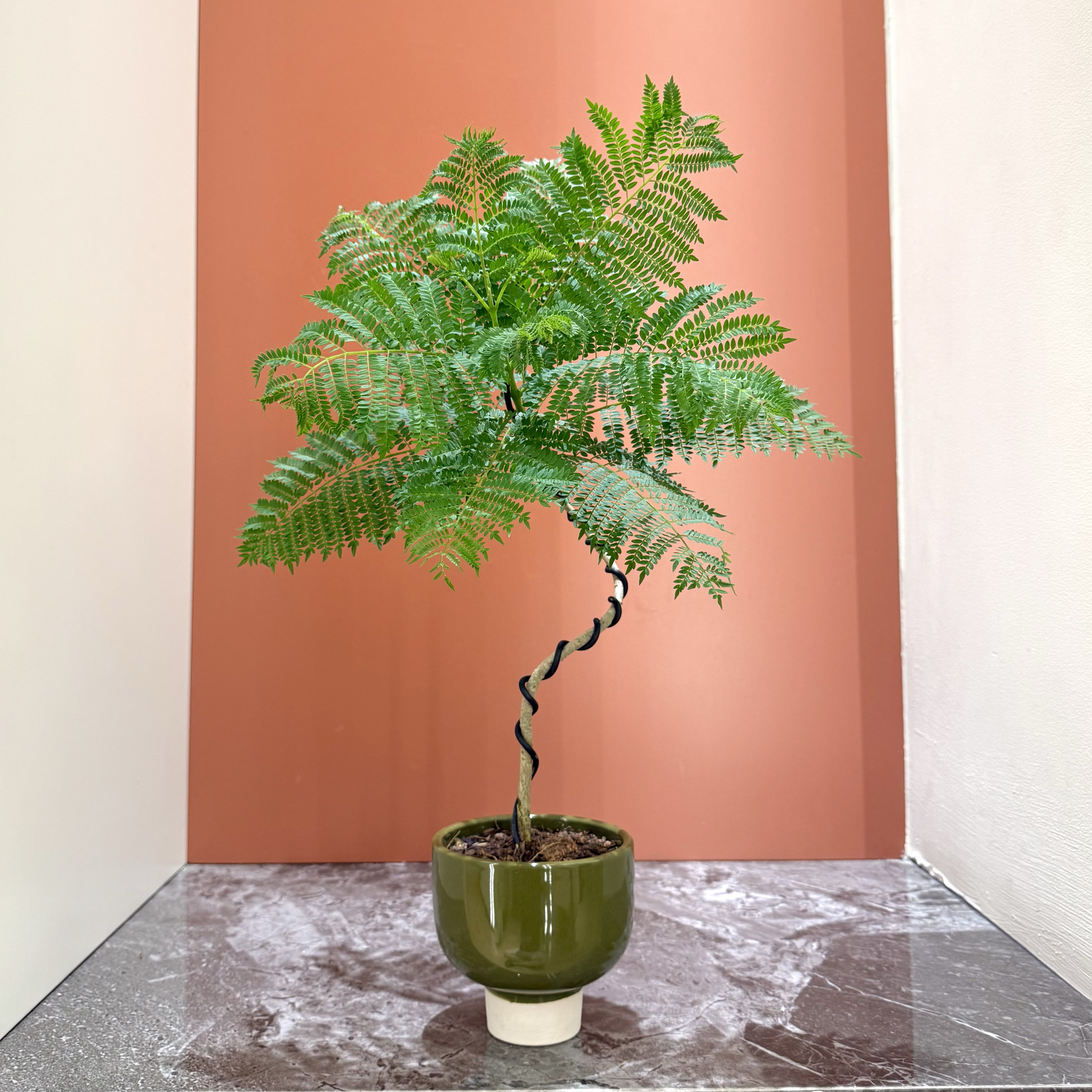 禅意造型蓝花楹盆栽盆景室内办公室桌面阳台绿色观叶趣味花卉绿植 - 图1