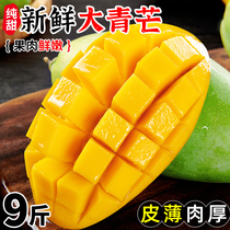 Vietnams Grand Youth Mans 9 catties Fresh Qingpi mango Imports Sweetheart Fruits Whole Boxes Golden Huangs Season Green Mango 10
