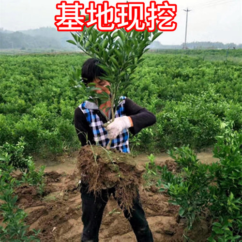 赣南橙子树苗南北方庭院特大脐橙树苗盆栽嫁接苗甜橙子苗当年结果 - 图0
