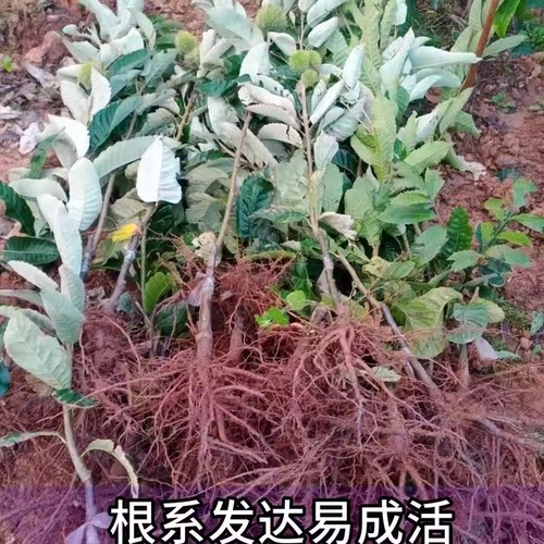 锥栗树苗南北方庭院耐寒板栗树果苗盆栽矮化板栗树嫁接苗当年结果 - 图1