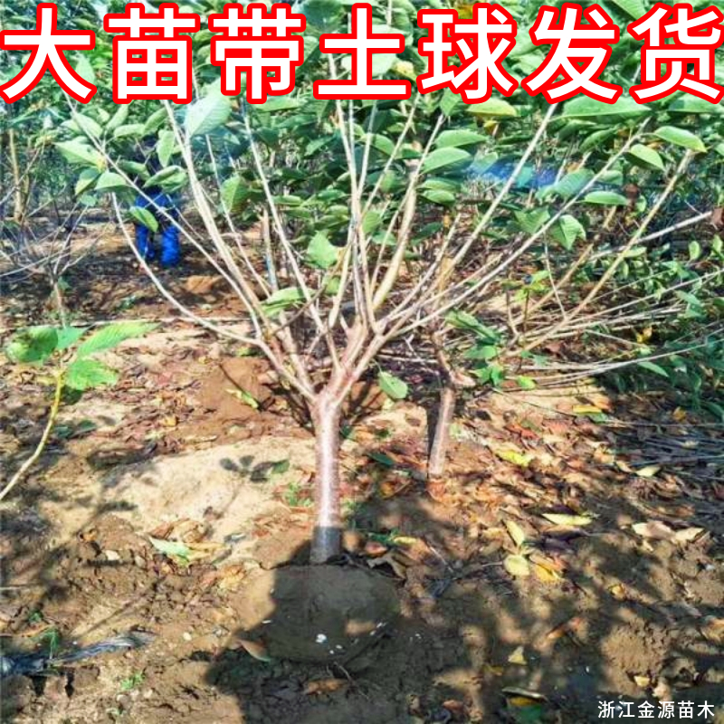 短柄樱桃苗庭院地栽矮化大果苗耐寒车厘子树苗盆栽嫁接苗当年结果 - 图2