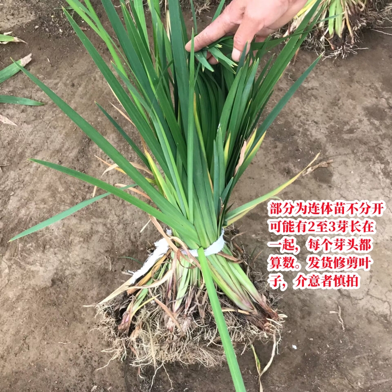 黄菖蒲苗浮岛绿化苗木河道植物水生鸢尾花苗湿地工程绿化庭院花草 - 图0