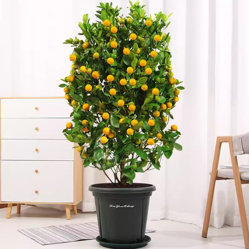 脆皮金桔树盆栽带果金桔苗四季金钱橘树苗蜜糖金桔树树苗基地直销,淘宝优惠券,粉丝福利购,淘宝优惠卷