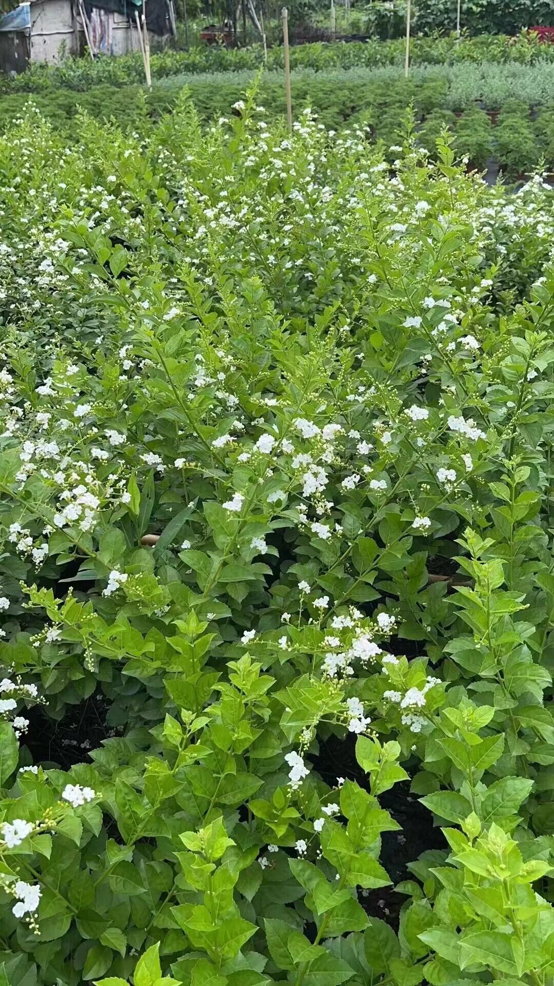 白色蕾丝金露花带花苞四季开花多年生常绿好养耐热 - 图0