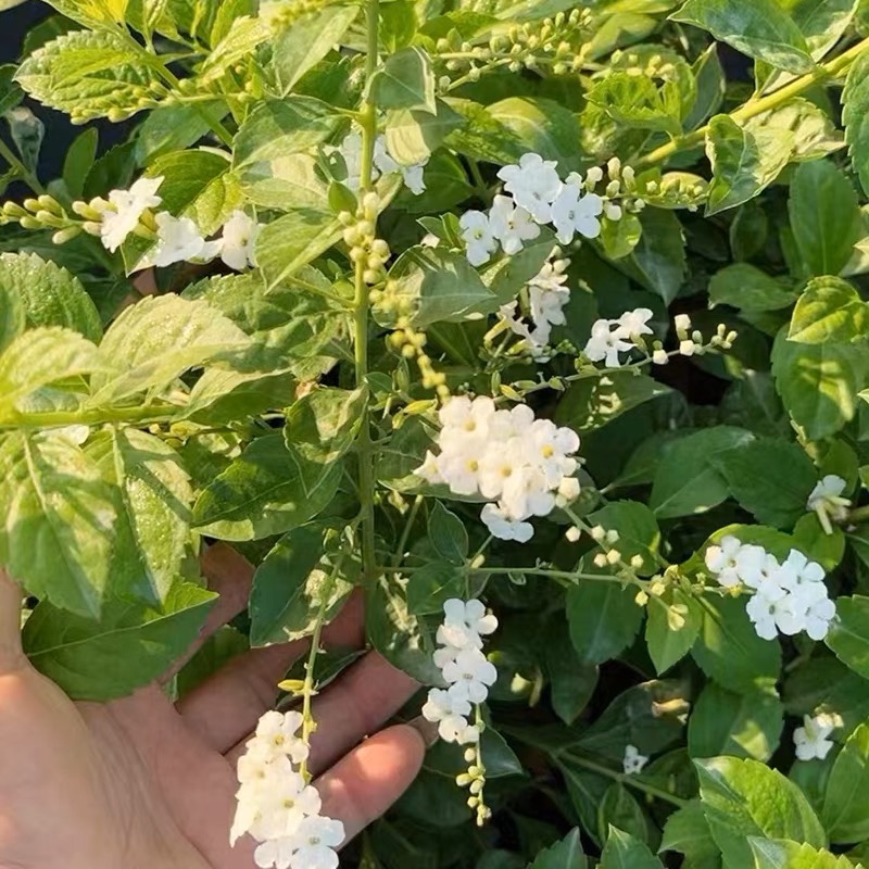 白色蕾丝金露花带花苞四季开花多年生常绿好养耐热 - 图1