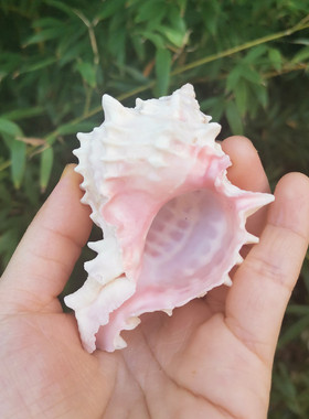 天然海螺贝壳红骨螺鱼缸造景稀有标本螺家具海洋特色礼物装饰摆件