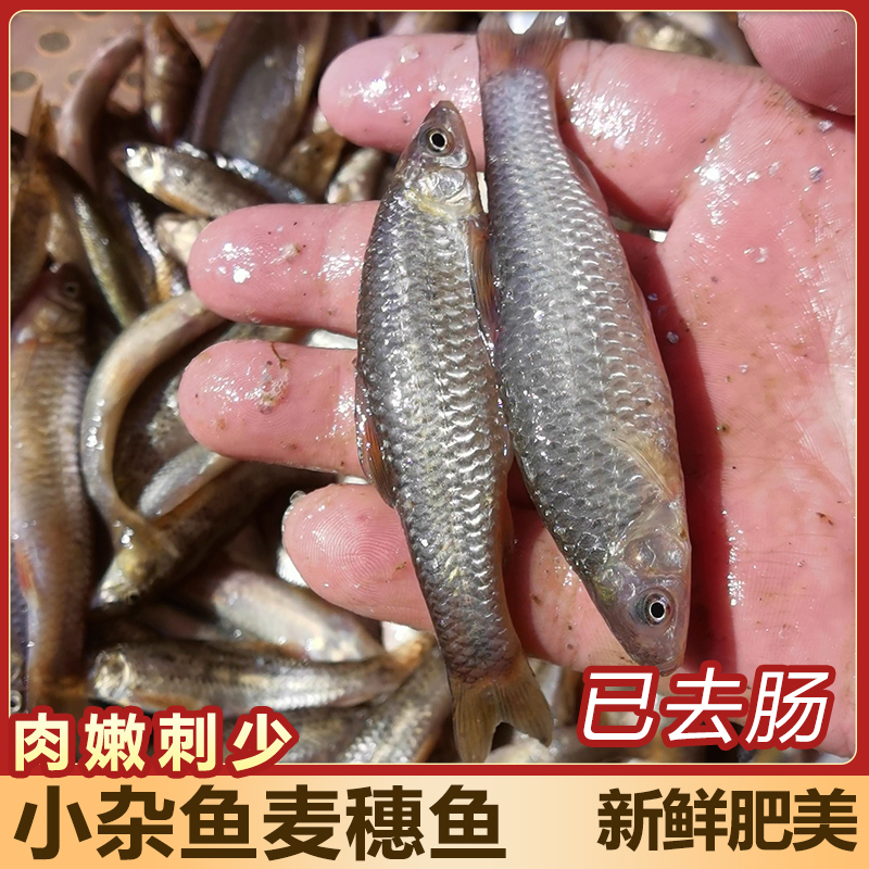 淡水冷冻食用鲜活麦穗鱼麻嫩子鱼罗汉新鲜小河鱼小杂鱼已去内脏-图3