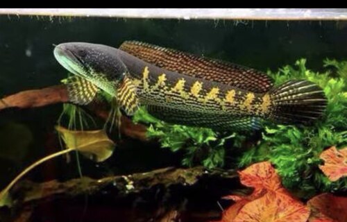 黄金眼镜蛇雷龙鱼凶猛热带鱼淡水鱼苗观赏鱼大型雷龙肉食性观赏鱼 - 图1