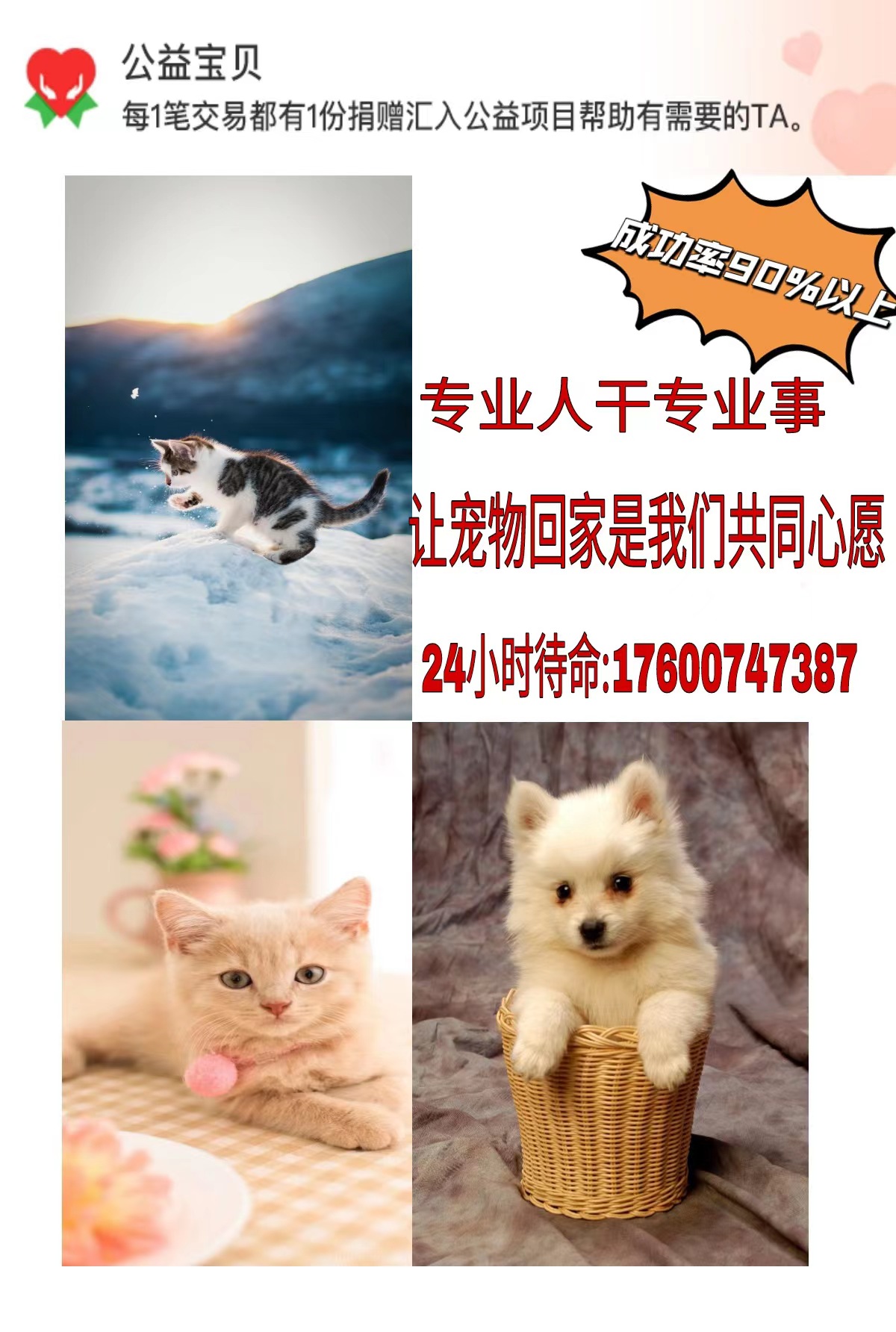 宝贝回家专业寻宠团队找猫寻猫侦察猫丢了怎么去找宠物救援找狗-图1