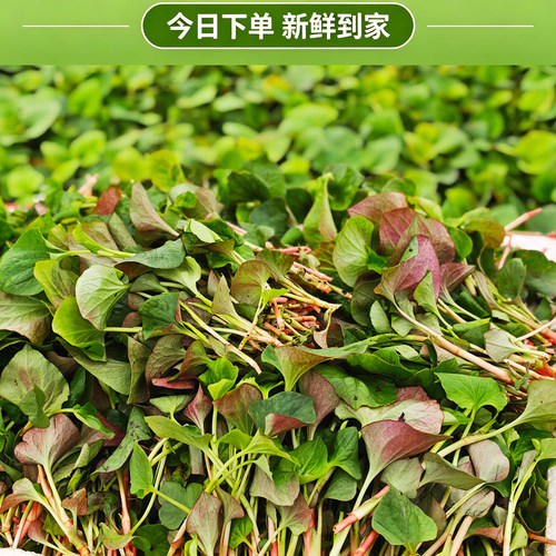 现挖四川鱼腥草新鲜折耳根叶子节节根凉拌猪鼻孔叶子 - 图0