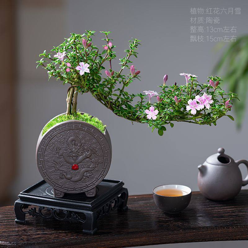 红花六月雪盆景悬崖老桩花卉盆景办公室内好养小盆栽绿植创意造型,淘宝优惠券,粉丝福利购,淘宝优惠卷