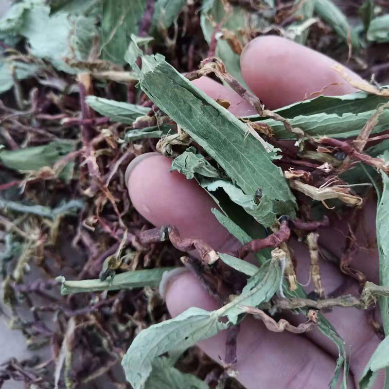 广西野生山蜜草润喉茶 甜叶菊百花草益寿茶 混合花茶500克包邮 - 图2