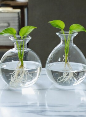 水培花瓶日式牛油果牛油果种子