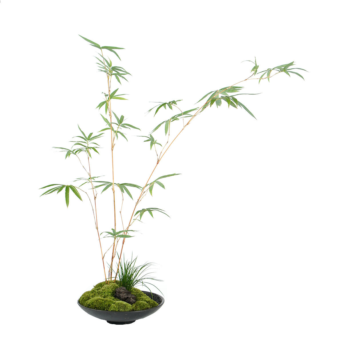 植觉先生 | 绿景 顺丰发货 | 室内桌面盆栽茶室茶空间中式盆景,淘宝优惠券,粉丝福利购,淘宝优惠卷