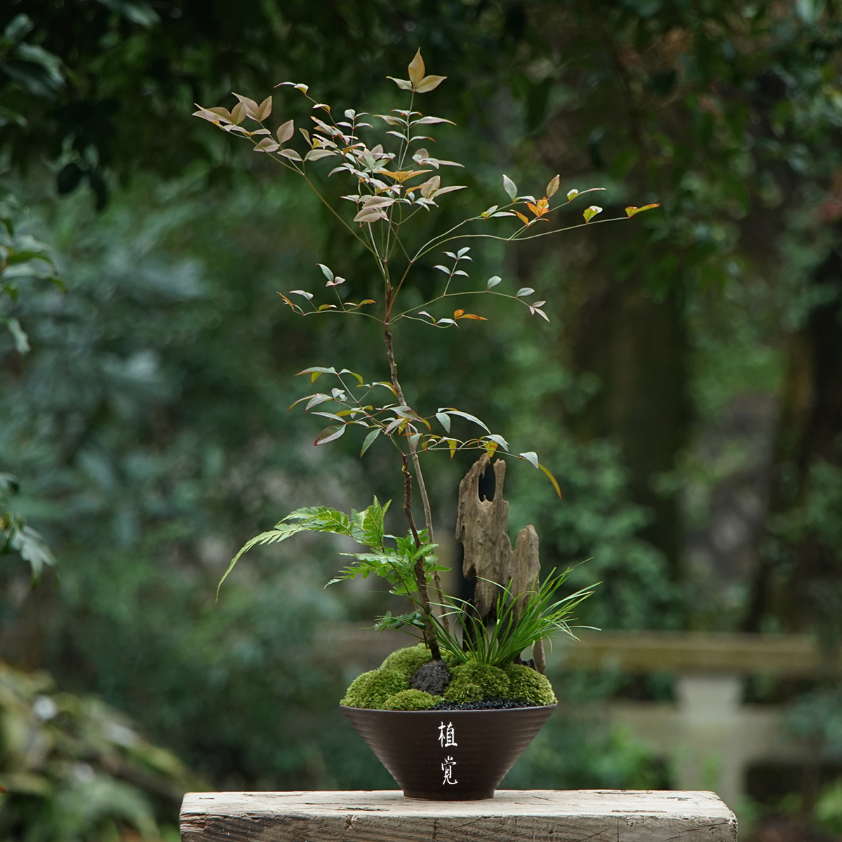 植觉 | 苔楠 顺丰发货 | 桌面盆栽造型造景植物室内桌面绿植摆件 - 图1