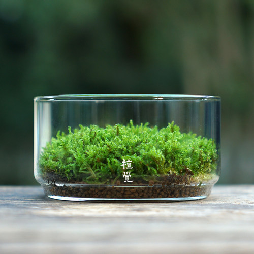 植觉先生 | 圆 顺丰发货苔藓微景观创意盆景桌面装饰植物青苔鲜活 - 图1