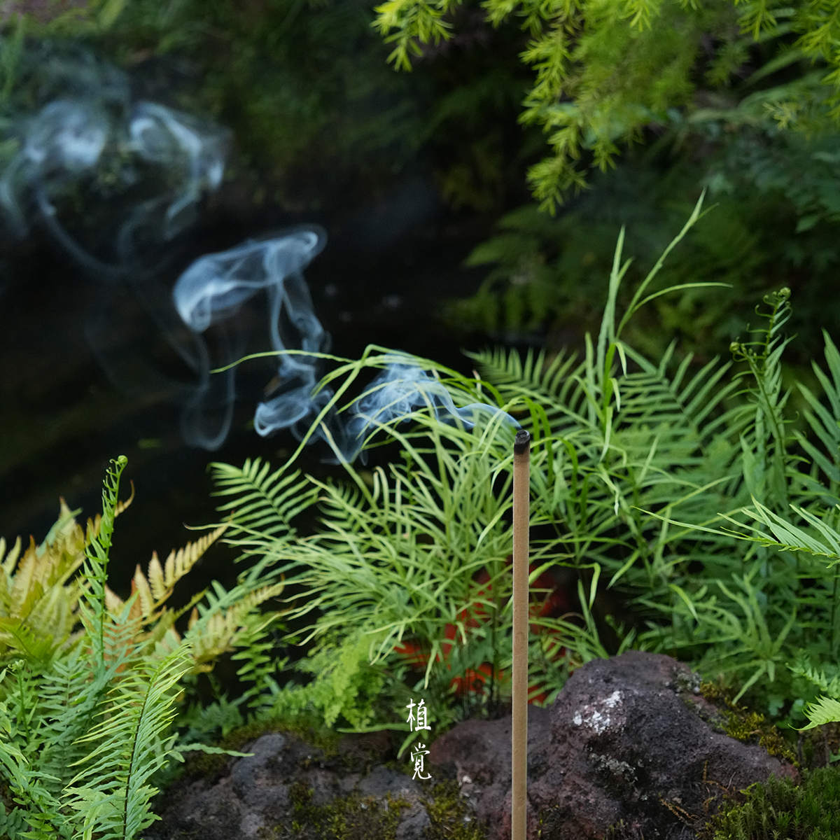 植觉 | 艾草蚊香 | 蚊香棒驱蚊家用庭院子花园室外野外钓鱼户外露 - 图2