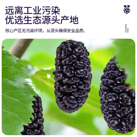 Dried mulberries without sand and large particles
