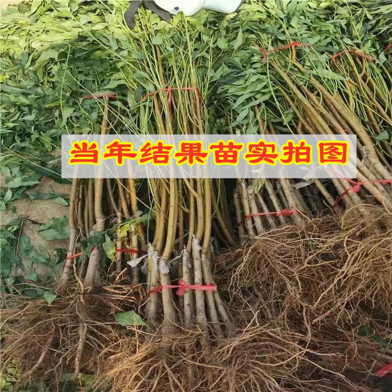 中油21号油桃树苗嫁接黄肉离核油桃树苗南北方种植盆地栽当年结果 - 图1