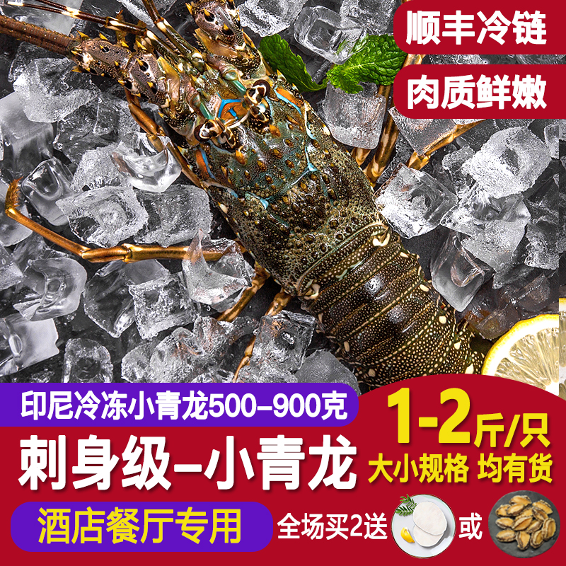 超大小青龙虾仔鲜活速冻海鲜水产1斤2大龙虾花龙虾波龙虾大青龙虾 - 图0