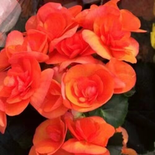 丽格海棠玫瑰海棠四季海棠盆栽包邮四季观花重瓣带花带花苞发货 - 图2