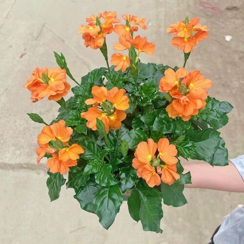 鸟尾花盆栽带花苞多年生好养花卉四季开花阳台庭院室内外常绿植物 - 图1