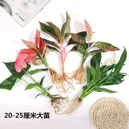水培植物绿植室内水养花卉白掌文竹盆栽如意绿萝吉利红水生富贵竹 - 图0