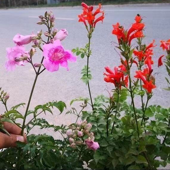 凌霄花苗盆栽爬藤植物攀爬树桩俄罗斯炮仗庭院阳台四季观花卉浓香 - 图2