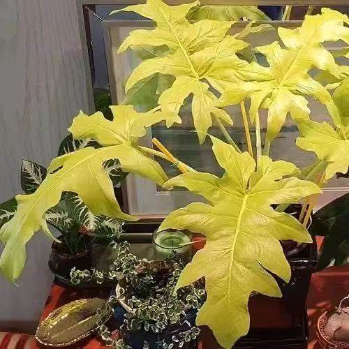 黄金春羽春羽瓦塞维奇萨维奇蔓绿绒植物桌面观叶盆栽室内绿植好养,淘宝优惠券,粉丝福利购,淘宝优惠卷