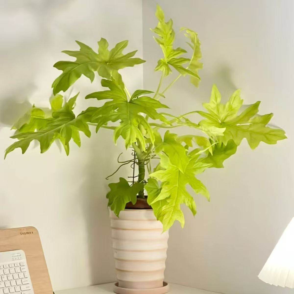 黄金春羽春羽瓦塞维奇萨维奇蔓绿绒植物桌面观叶盆栽室内绿植好养,淘宝优惠券,粉丝福利购,淘宝优惠卷