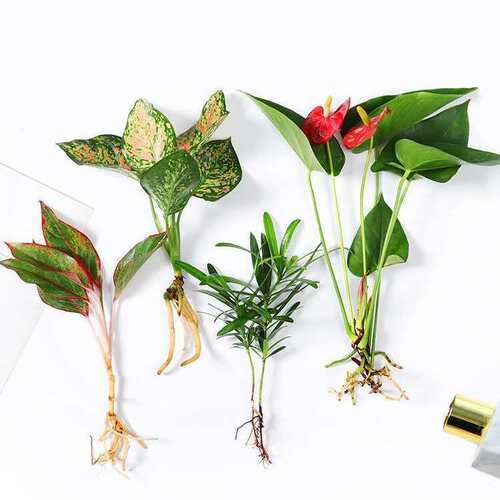 水培植物绿植室内水养花卉白掌文竹盆栽如意绿萝吉利红水生富贵竹 - 图2